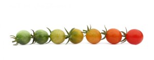 tomato_ripening_cherries_big_121132938_std